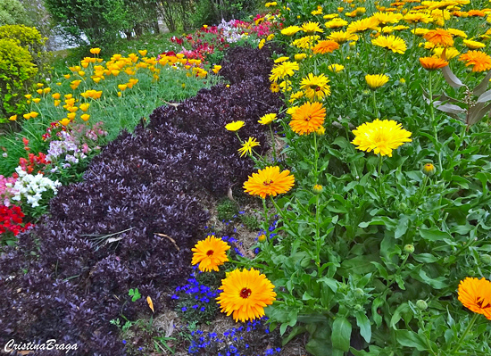 Calêndula - Calendula officinalis