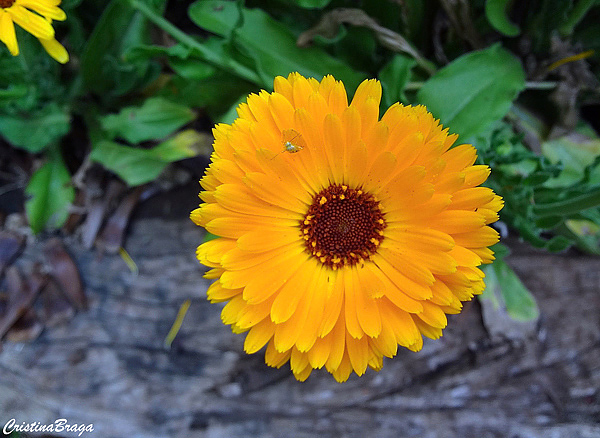 Calêndula - Calendula officinalis