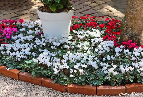 Ciclame – Cyclamen persicum