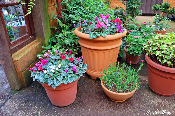 Ciclame – Cyclamen persicum