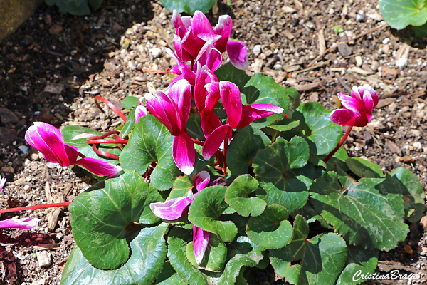 Ciclame – Cyclamen persicum