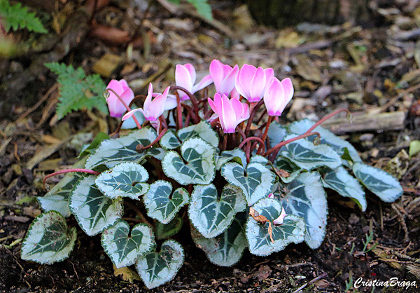 Ciclame – Cyclamen persicum