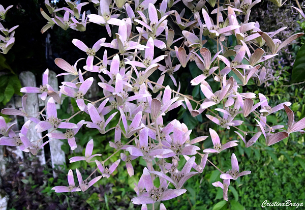 Congéia - Congea tomentosa