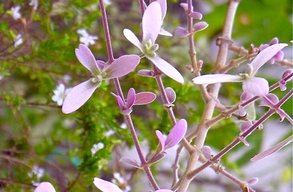 Congéia - Congea tomentosa