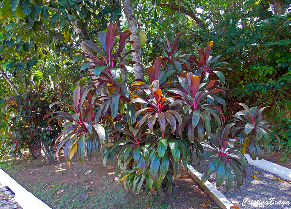 Dracena Vermelha - Cordyline terminalis