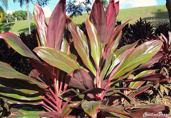 Dracena Vermelha - Cordyline terminalis