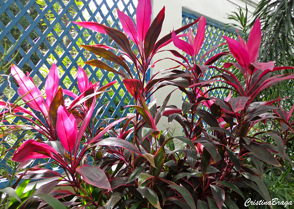 Dracena Vermelha - Cordyline terminalis - Flores e Folhagens