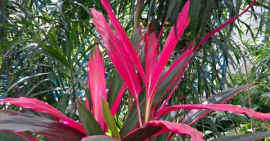 Dracena Vermelha – Cordyline terminalis