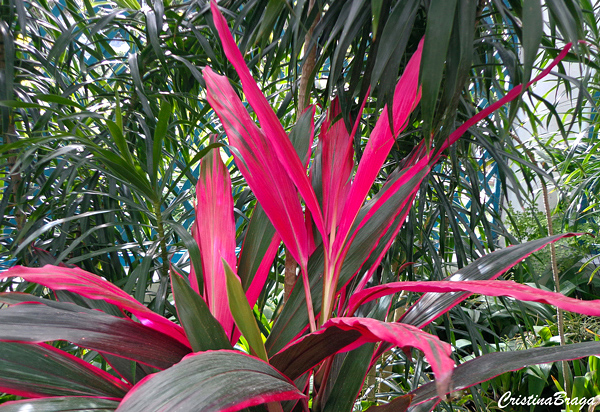 Dracena Vermelha - Cordyline terminalis - Flores e Folhagens