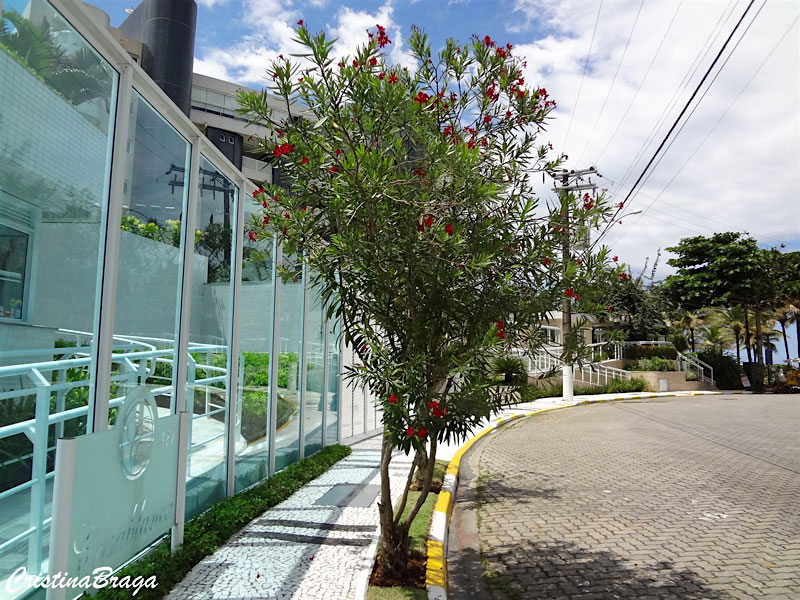 Espirradeira - Nerium oleander