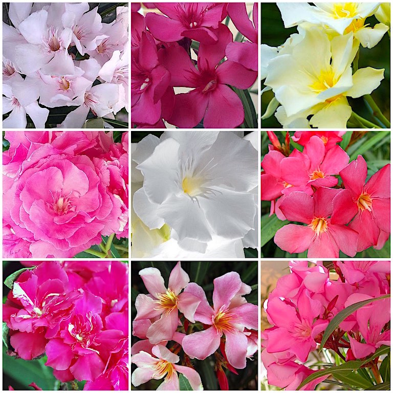 Espirradeira - Nerium oleander