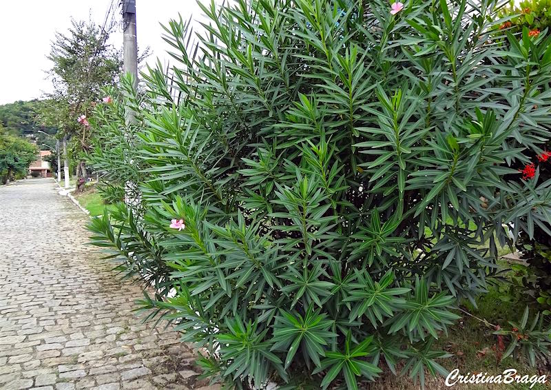 Espirradeira - Nerium oleander