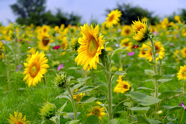 Girassol - Helianthus annuus