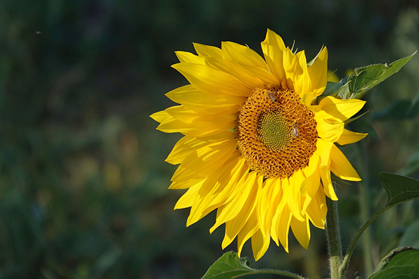 Girassol - Helianthus annuus