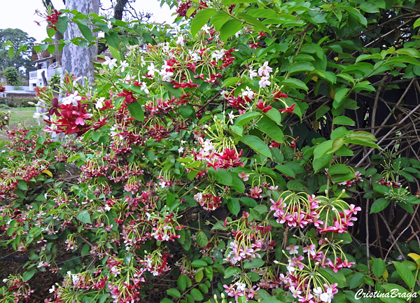 Jasmim da Índia - Quisqualis indica - Flores e Folhagens