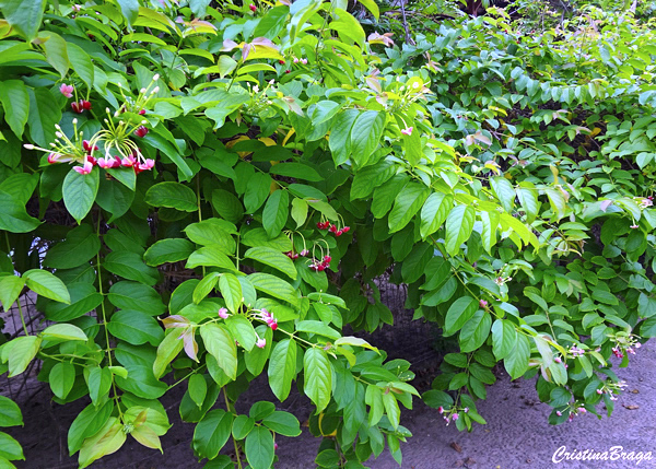 Jasmim da Índia - Quisqualis indica - Flores e Folhagens