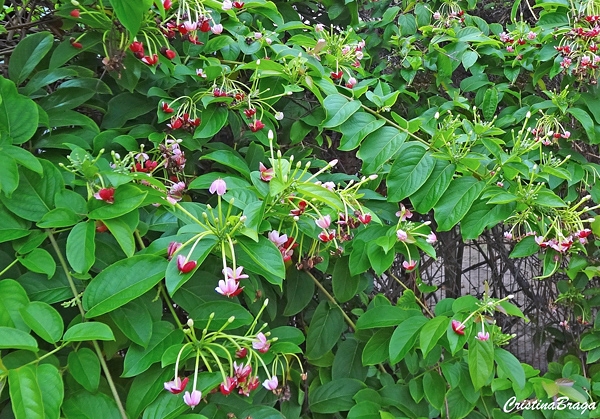 Jasmim da Índia - Quisqualis indica