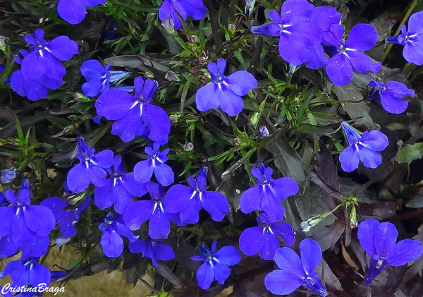 Lobélia - Lobelia erinus