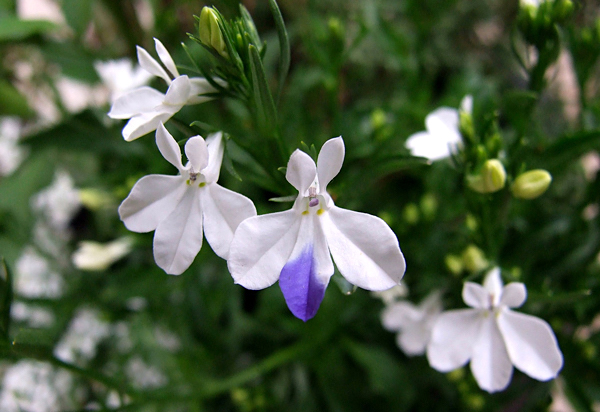 Lobélia - Lobelia erinus