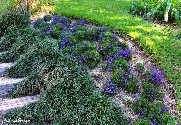 Lobélia - Lobelia erinus
