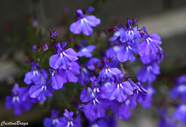 Lobélia - Lobelia erinus