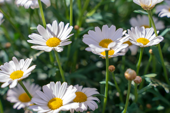 Margarida - Chrysanthemum leucanthemum