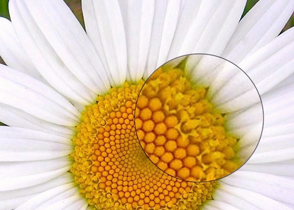 Margarida - Chrysanthemum leucanthemum