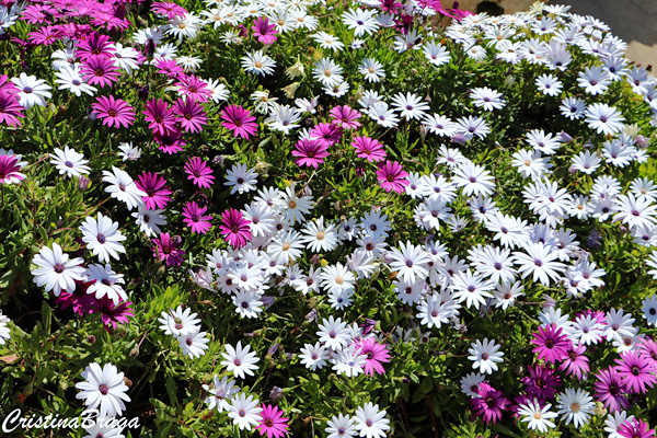 Margarida do cabo - Osteospermum ecklonis