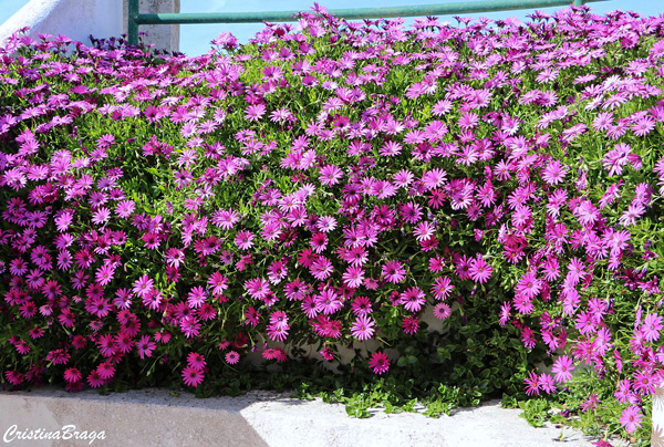 Margarida do cabo - Osteospermum ecklonis