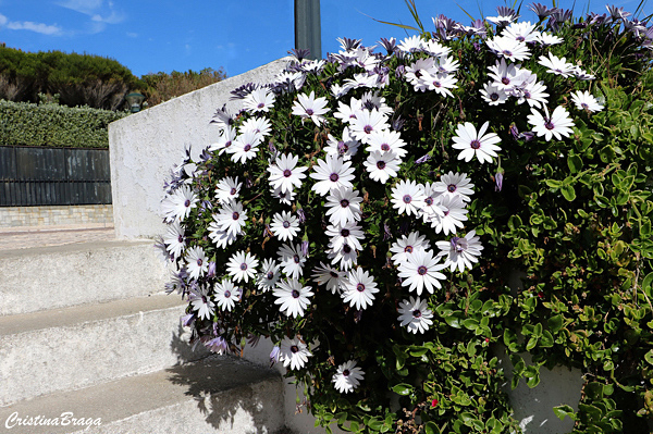 Margarida do cabo - Osteospermum ecklonis