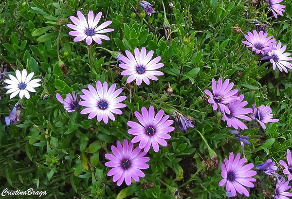 Margarida do cabo - Osteospermum ecklonis