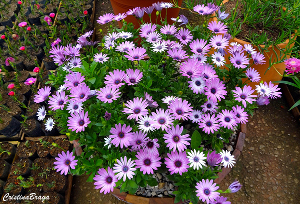 Margarida do cabo - Osteospermum ecklonis