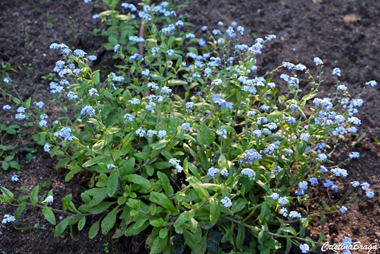 Miosótis - Myosotis sylvatica