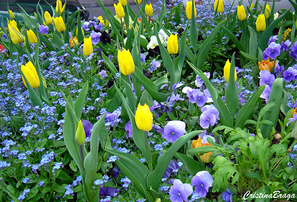 Miosótis - Myosotis sylvatica