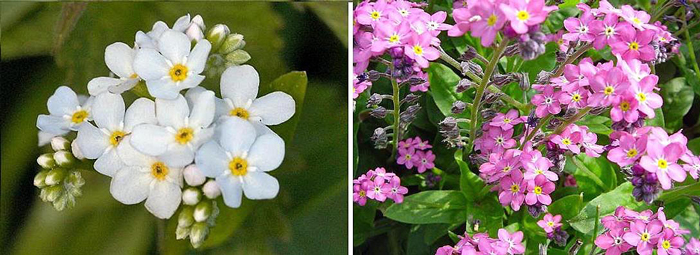 Miosótis - Myosotis sylvatica