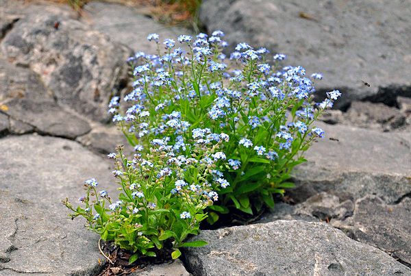 Miosótis - Myosotis sylvatica
