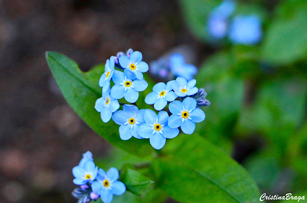 Miosótis - Myosotis sylvatica