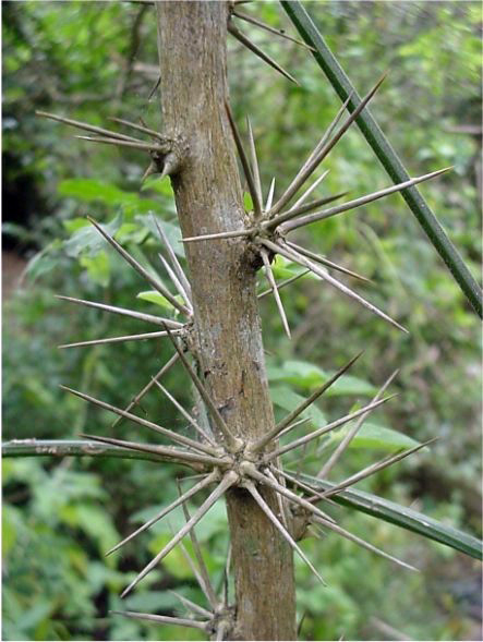 Ora-pro-nóbis - Pereskia aculeata