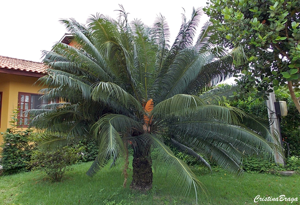 Palmeira samambaia - Cycas circinalis