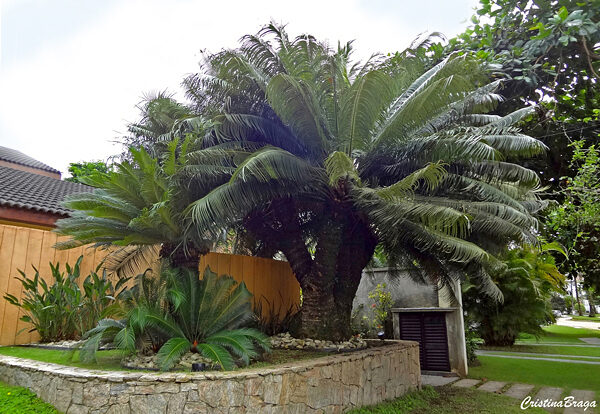 Palmeira samambaia - Cycas circinalis