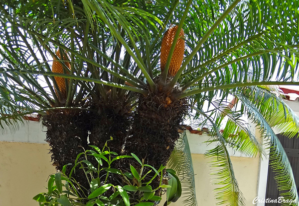 Palmeira samambaia - Cycas circinalis