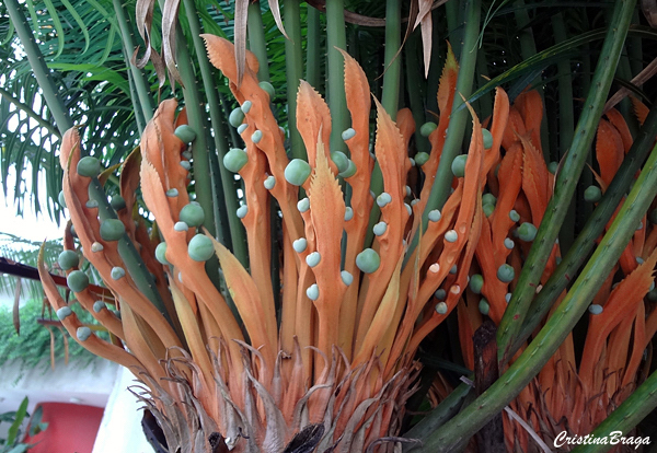 Palmeira samambaia - Cycas circinalis