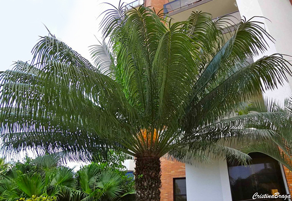 Palmeira samambaia - Cycas circinalis
