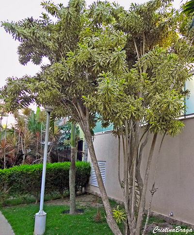 Pleomele - Dracaena reflexa