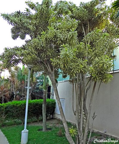 Pleomele - Dracaena reflexa