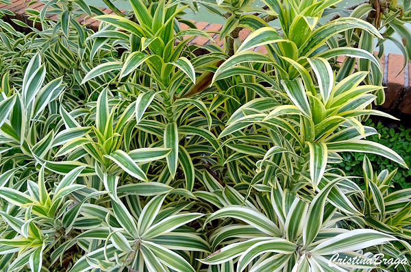 Pleomele - Dracaena reflexa