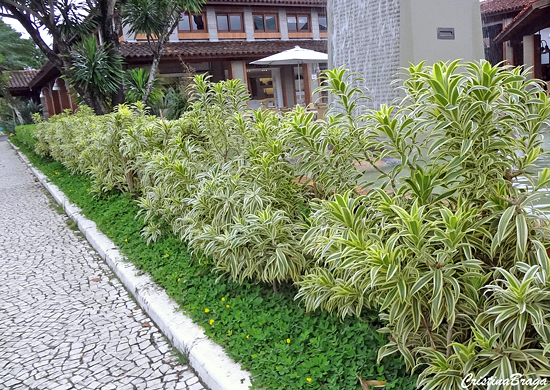 Pleomele - Dracaena reflexa