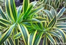 Pleomele – Dracaena reflexa