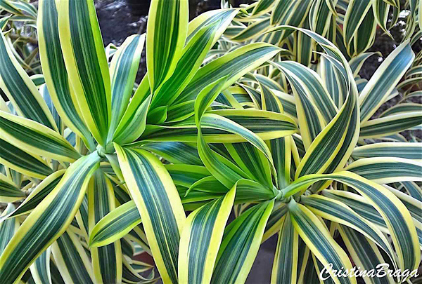 Pleomele - Dracaena reflexa