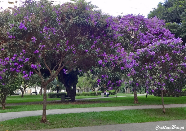 Quaresmeira - Tibouchina granulosa